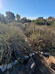 Polioptila californica