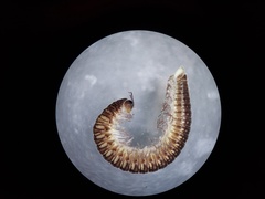 Cleidogona hoffmani