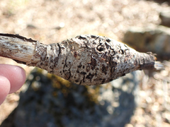 Andricus chrysolepidicola