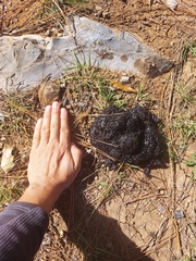 Ursus americanus eremicus