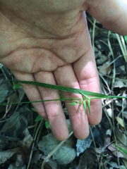 Carex lonchocarpa