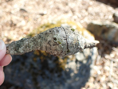 Andricus chrysolepidicola