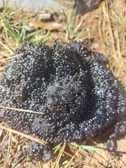 Ursus americanus eremicus