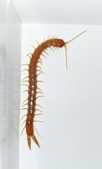 Theatops spinicaudus