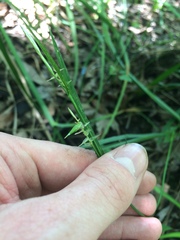 Carex lonchocarpa