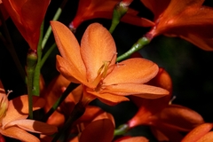 Pillansia templemannii