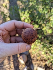 Amphibolips quercuspomiformis