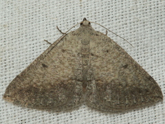 Taxeotis reserata