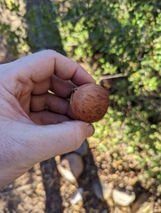 Amphibolips quercuspomiformis