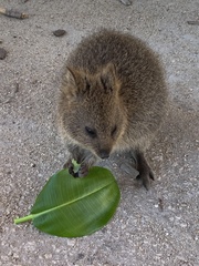 Setonix brachyurus