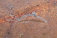 Hydra oligactis