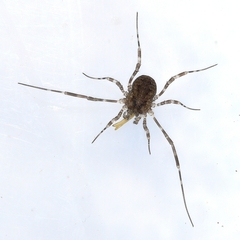 Oligolophinae