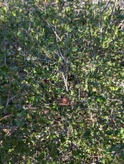 Amphibolips quercuspomiformis