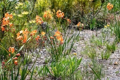 Pillansia templemannii