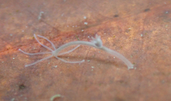 Hydra oligactis