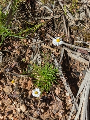 Brachyscome
