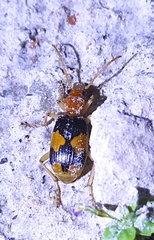 Pheropsophus