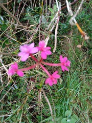 Epidendrum arachnoglossum