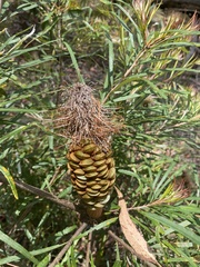 Banksia