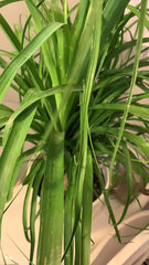 Beaucarnea recurvata