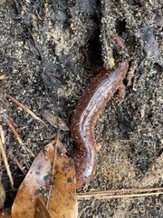 Pseudotriton ruber ruber