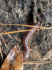 Pseudotriton ruber ruber