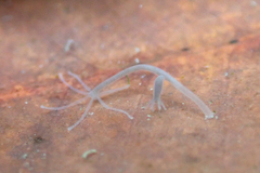 Hydra oligactis