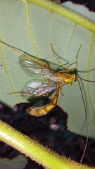 Enicospilus americanus-complex