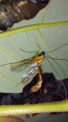 Enicospilus americanus-complex