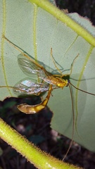 Enicospilus americanus-complex