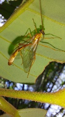 Enicospilus americanus-complex