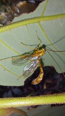 Enicospilus americanus-complex