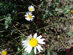 Leucanthemum vulgare