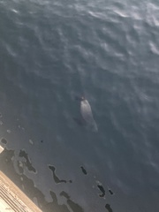 Otariidae