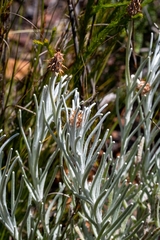 Syncarpha gnaphaloides