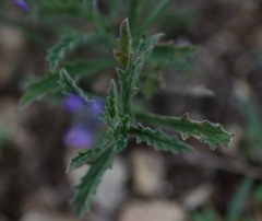 Verbena canescens