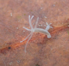 Hydra oligactis