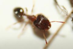 Pheidole navigans