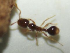 Solenopsis