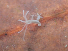 Hydra oligactis