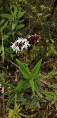 Aristeguietia salvia