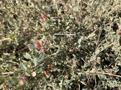Atriplex semibaccata