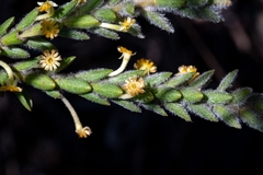 Struthiola tomentosa