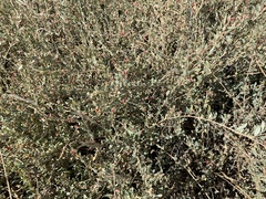 Atriplex semibaccata