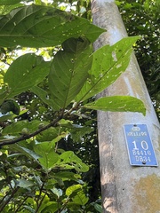 Ficus benguetensis