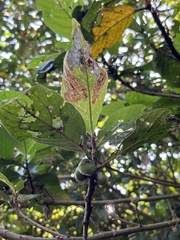Ficus benguetensis