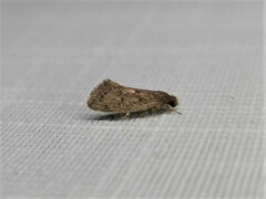 Syncometes vilis