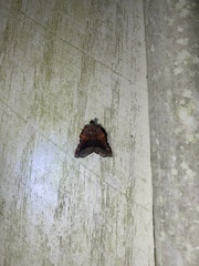 Clydonopteron sacculana