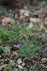 Verbena canescens