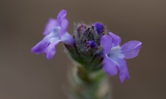 Verbena canescens